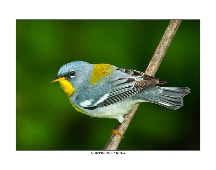 9958 northern parula.jpg